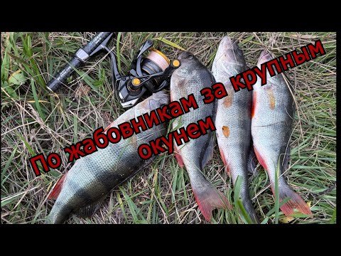 Видео: Оторвался по крупному окуню