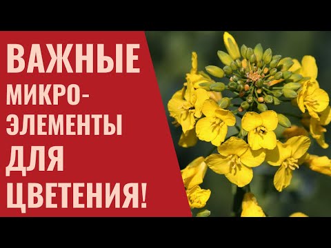 Видео: БОР, МАРГАНЕЦ, ЦИНК и МЕДЬ в фазе ЦВЕТЕНИЯ / МИКРОЭЛЕМЕНТЫ.