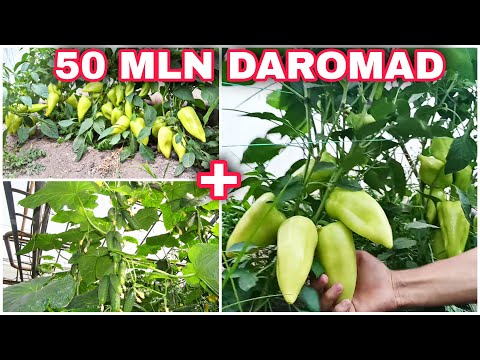 Видео: Balgariskiy va Bodiring bir Teplitsada yiliga 50 MLN Daromad qilish Балгар ва Бодиринг бир теплицада