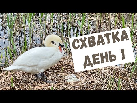 Видео: Белые лебеди. Схватка, часть 1. На земле.