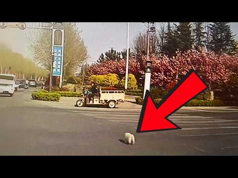 Видео: Бездомный щенок выскочил из травы, гнался за машиной, чтобы вернуться домой, но его игнорировали.