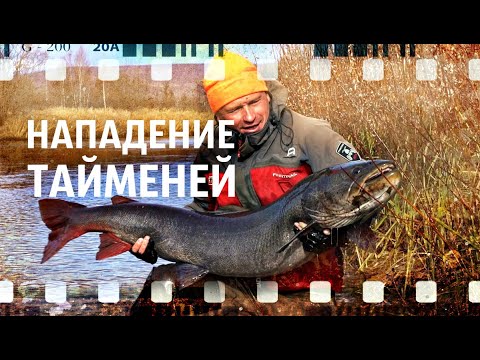 Видео: НАПАДЕНИЕ ТАЙМЕНЕЙ (часть II)
