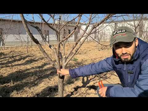 Видео: Секреты обрезки плодовых деревьев. Часть 1. 16.03.2025