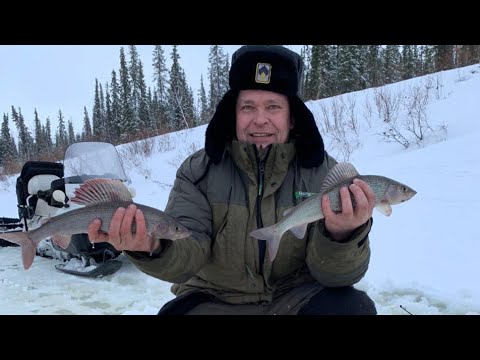 Видео: ХАРИУС 2024. Весна. Март.