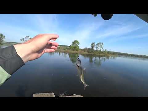 Видео: Хариус клюет на каждом забросе,ловля хариуса на микроджиг!!!