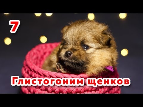 Видео: 🐾 Щенкам 3 недели. Первая дегельминтизация собаки. Глистогоним щенка шпица