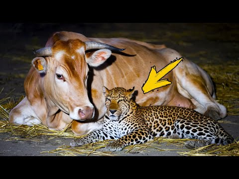 Видео: Каждую ночь леопард навещал корову. Люди были потрясены, когда узнали причину!