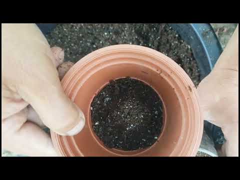 Видео: Геран гулини кучатларини тувакка тугри кучириш.#geran #garden #gullar