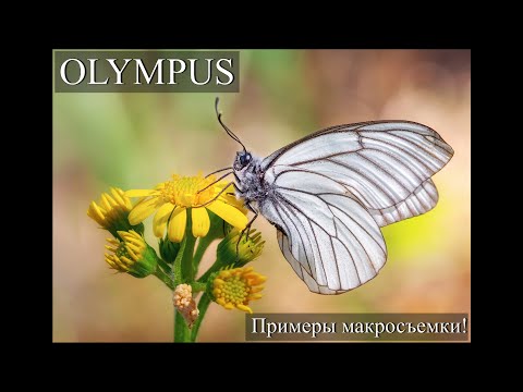 Видео: Макросъемка на Olympus OM-D E-M10 Mark II. Опыт и примеры