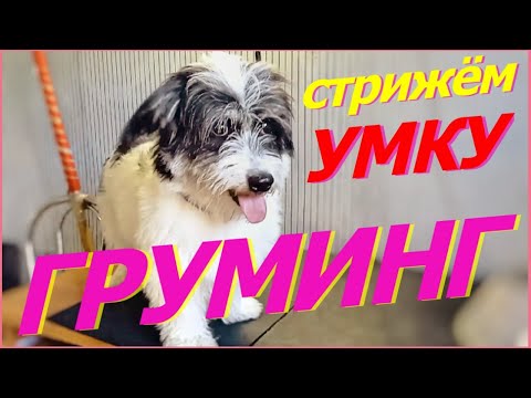 Видео: Умка на стрижке. Стрижка, груминг собаки