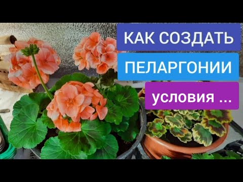 Видео: ГЕРАНЬ УКОРЕНИТСЯ БЫСТРО И ЛЕГКО, и всегда будет с зелеными листьями !!!