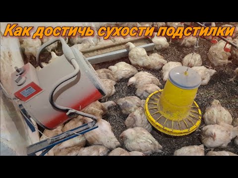 Видео: 🇺🇦Выращивание бройлеров без уборки помёта! Сухая подстилка!