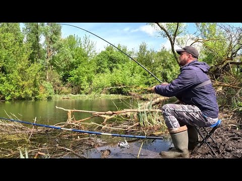 Видео: КРУПНЫЙ КАРАСЬ НА ПОПЛАВОК!!! Рыбалка на утренней зорьке