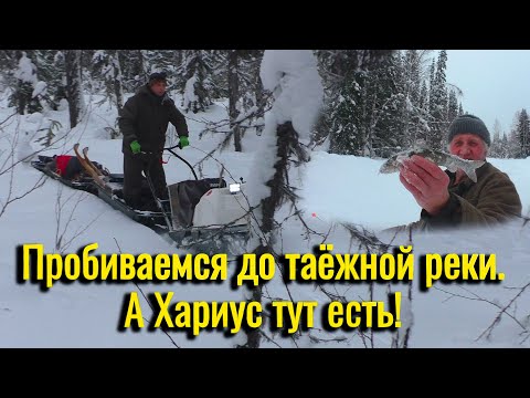 Видео: Пробиваемся до таёжной реки на мотособаке. Первая рыбалка на хариуса в 2025 г.А харирус то тут есть!