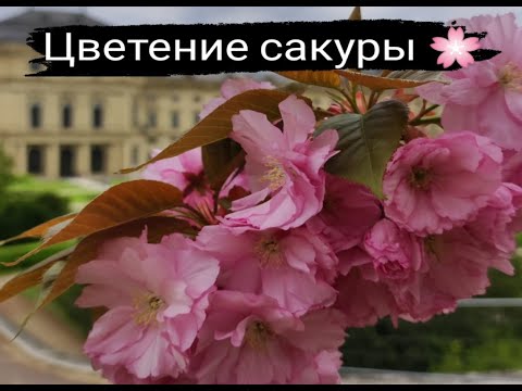 Видео: САКУРА в Германии | Сад сакуры в Резиденции города WÜRZBURG | ВЮРЦБУРГ- живописный город Баварии |