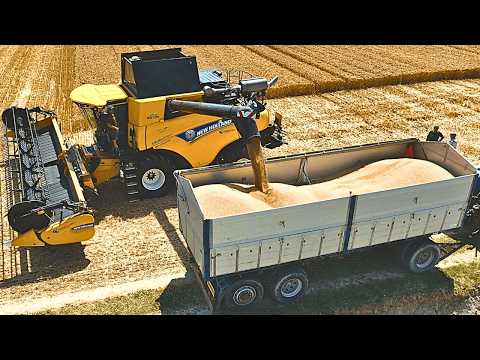 Видео: УРОЖАЙ ПШЕНИЦЫ 2025 ГОДА КОМБАЙН NEW HOLLAND CR 8.80