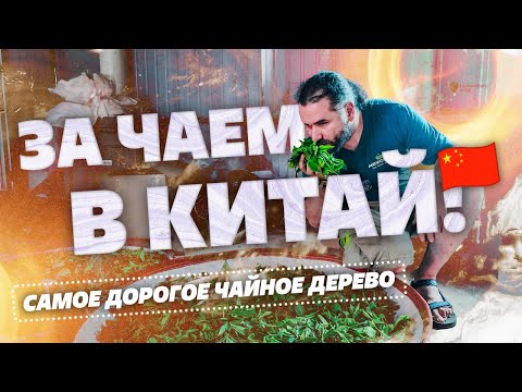 Видео: За чаем в Китай.  Самое дорогое чайное дерево. Культовые пуэрные места.