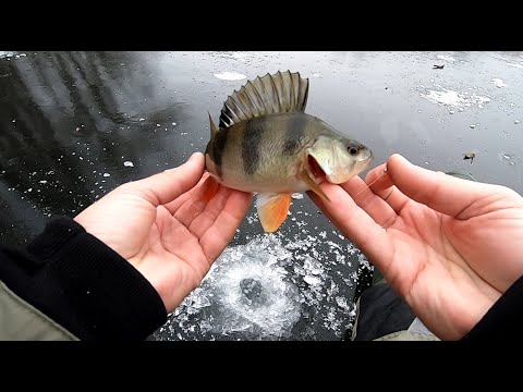 Видео: Окунь на Безмотылку. Техники Проводок. Перволедка. Сезон 2020-2021.