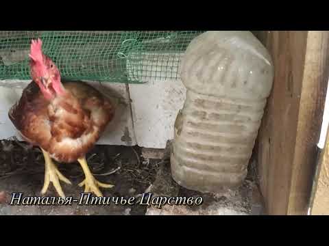 Видео: Голошейка цветной бройлер