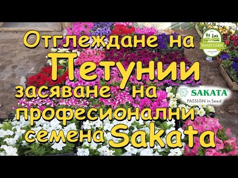 Видео: Отглеждане на Петунии - засяване на професионални семена "Sakata"