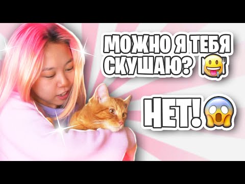 Видео: Симбу чуть не скушал хомячок😱 | Едем в гости к Yolo House