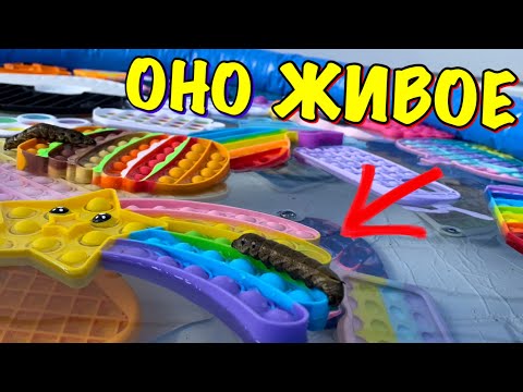 Видео: Огромный ПОП ИТ Бассейн с Гусеницами который СПАС Кот 😱 Kot Million