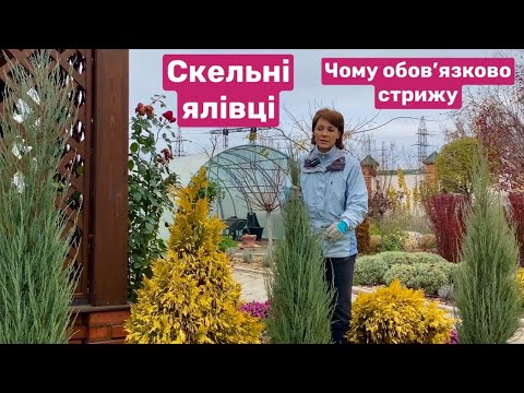 Видео: Чому обов'язково стрижу скельні ялівці?