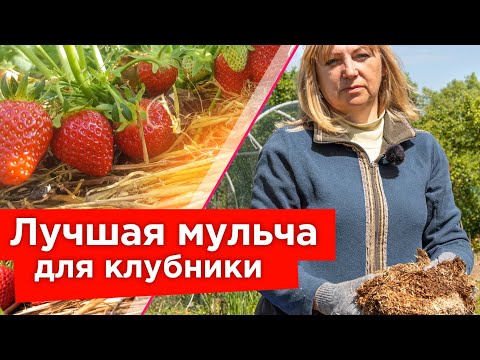 Видео: БУДЕТЕ СОБИРАТЬ КЛУБНИКУ ВЕДРАМИ ВСЕ ЛЕТО и МИНИМУМ ПОЛИВА! Вот простой прием!