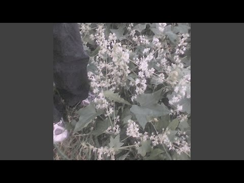 Видео: дежавю