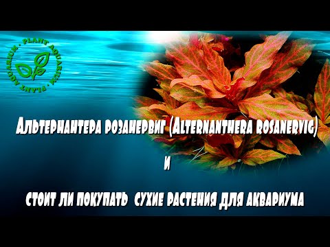 Видео: Альтернантера розанервиг (Alternanthera rosanervig) и стоит ли покупать сухие растения для аквариума