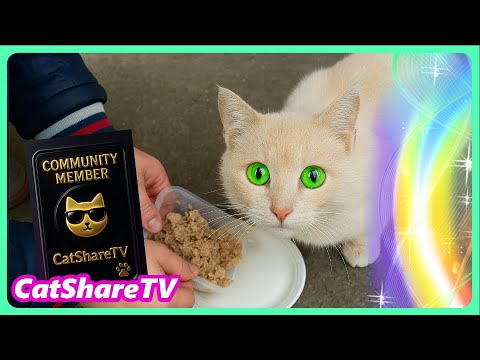 Видео: Попросили Еды _ Капучино 2.0 _ Толстолапик!  🔥