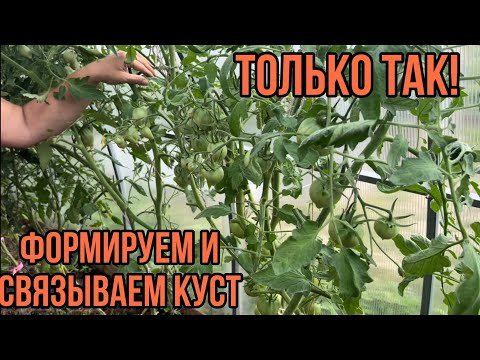 Видео: Обрезаем листья на томатах. Формируем куст томата.