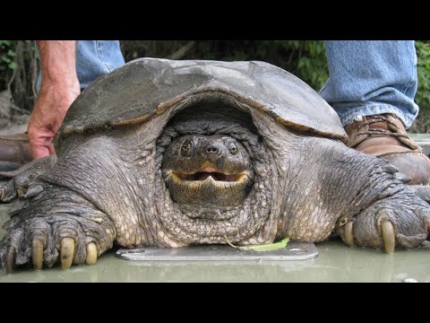 Видео: Мощные Бронированные Гиганты, которые никого не боятся! Самые большие черепахи на планете
