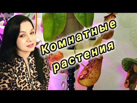 Видео: КОМНАТНЫЕ РАСТЕНИЯ #top #цветы #plants #nature #garden #