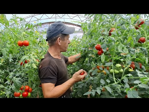 Видео: Еко свині🔥Оце так ціна на🥔🥔👍 Дударківські 🍉У🍅 магната❌️Цей сорт🍅 помідорів найсмачніший‼️