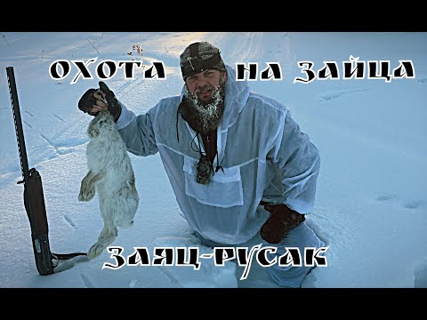 Видео: Трудовая охота на зайца. Охота на "профессора" .МЦ 21-12