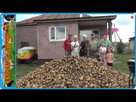 Видео: СОБРАЛИ ОГРОМНЫЙ УРОЖАЙ КАРТОШКИ ВСЕЙ СЕМЬЁЙ