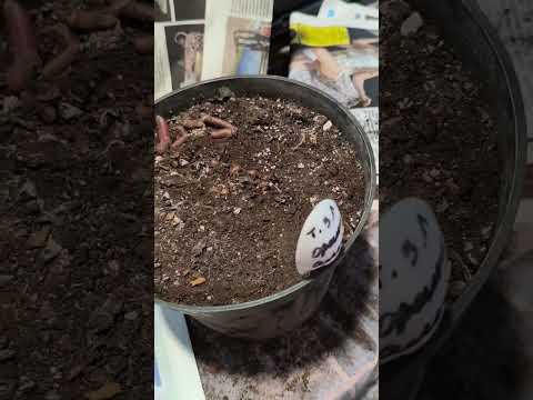 Видео: Укладываем спать клубневые бегонии до весны. Что делать с молодыми растениями.