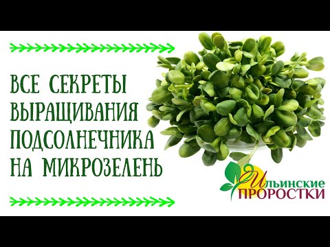 Видео: СЕКРЕТЫ ПРОРАЩИВАНИЯ ПОДСОЛНЕЧНИКА НА #МИКРОЗЕЛЕНЬ. ПОДРОБНАЯ ТЕХНОЛОГИЯ ВЫРАЩИВАНИЯ.