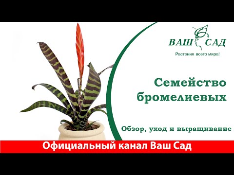 Видео: Семейство бромелиевых - совсем не сложные в уходе растения. Ваш Сад