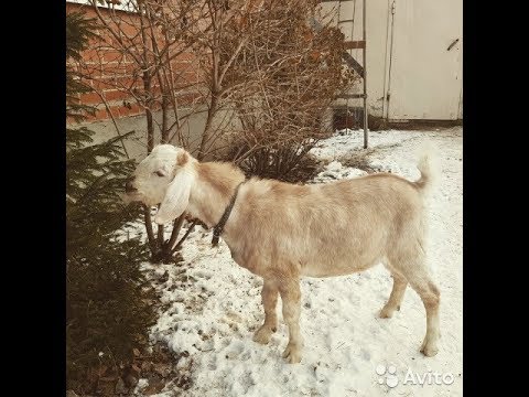 Видео: Многое о козах.