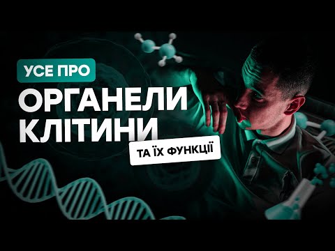 Видео: ОРГАНЕЛИ КЛІТИНИ ТА ЇХ ФУНКЦІЇ | БІОЛОГІЯ | БЕЗКОШТОВНИЙ ВЕБІНАР