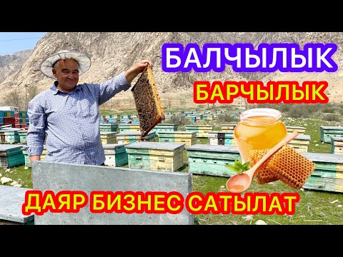 Видео: БАЛ челектер САТЫЛАТ || Эшмурат атаке: баарын ҮЙРӨТӨМ.