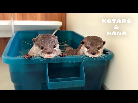 Видео: Забавная ванная рутина моих выдр