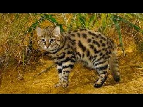 Видео: Захватывающий мир черноногой кошки Невероятные способы охоты миниатюрного хищника
