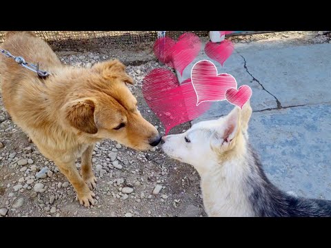 Видео: Персик КОСИПОР влюбился в Дину😍