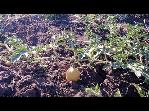Видео: Формировка арбузов в открытом грунте