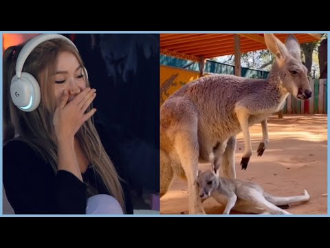 Видео: Самые смешные интернет-клипы РЕАКЦИЯ!!!