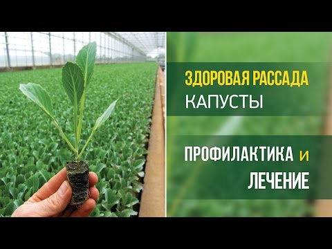 Видео: Здоровая рассада капусты. Профилактика и лечение.