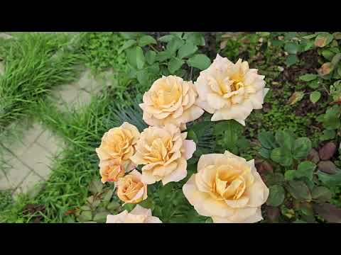 Видео: 14 августа 2025г  . Дача , розы и немного другие  растения 🙂. Просто прогулка. 